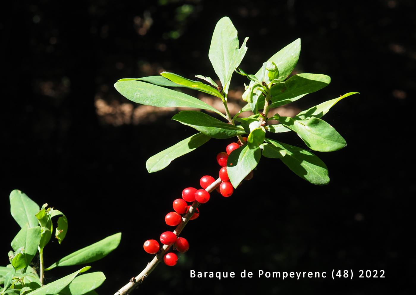 Mezereon fruit